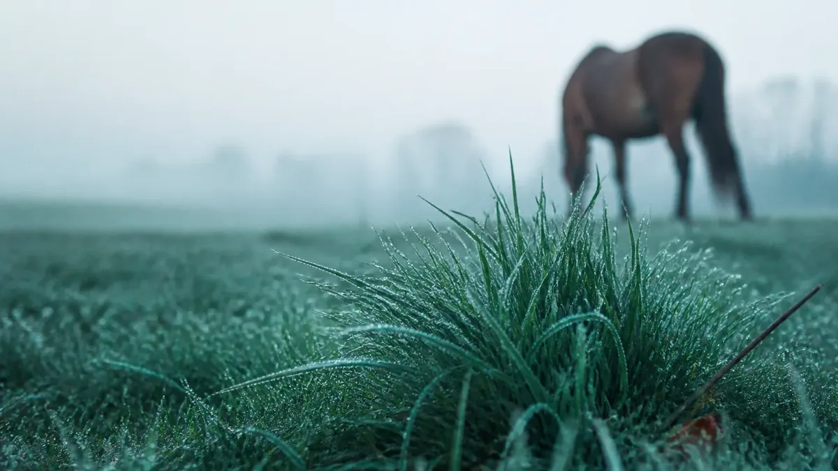 Bodennahe Nahaufnahme eines taunassen Grasbüschels auf einer Weide, dahinter grast im Morgennebel ein unscharfes braunes Pferd.