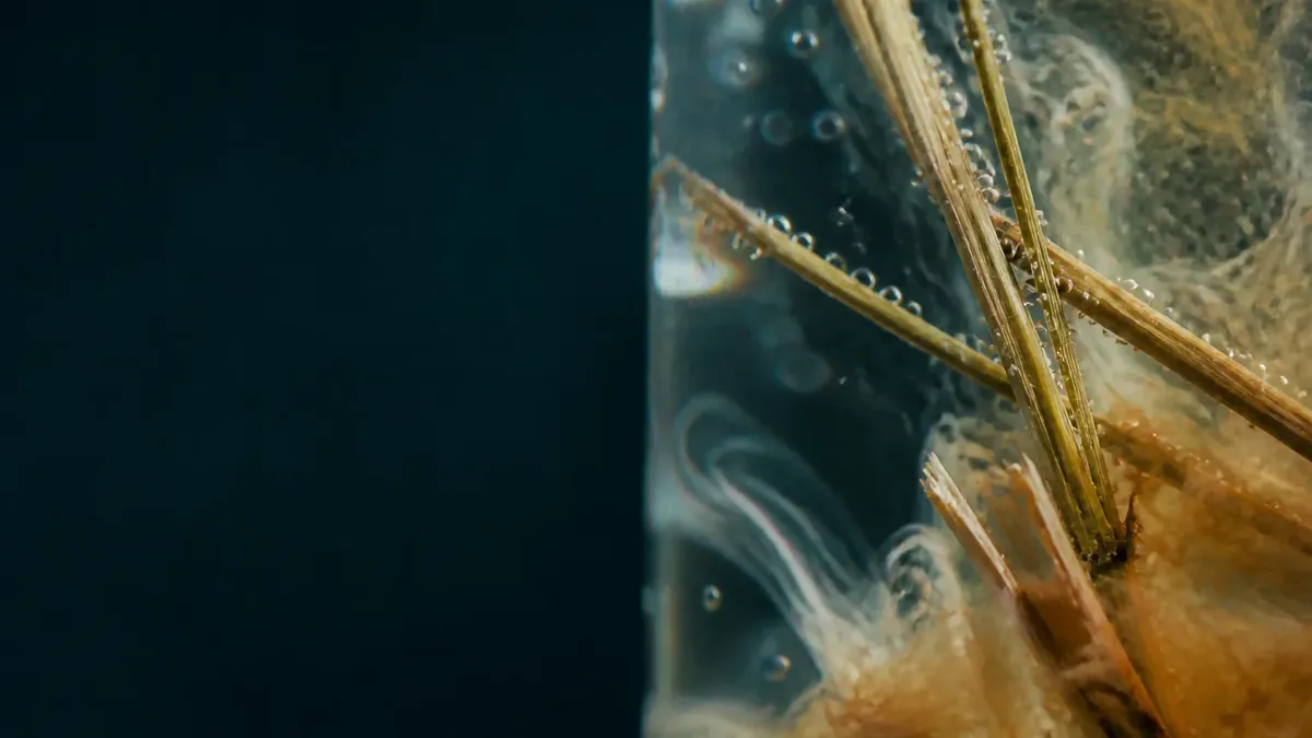 Nahaufnahme heller Heuhalme unter Wasser, mit feinen Luftblasen an den Stängeln und bernsteinfarbenen Schlieren vor dunklem Hintergrund.